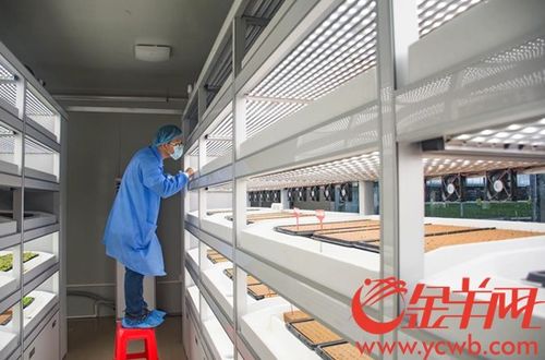 海豐縣蔬菜產業園 以加工物流與高端市場建設為抓手，內外兼修推動三產融合